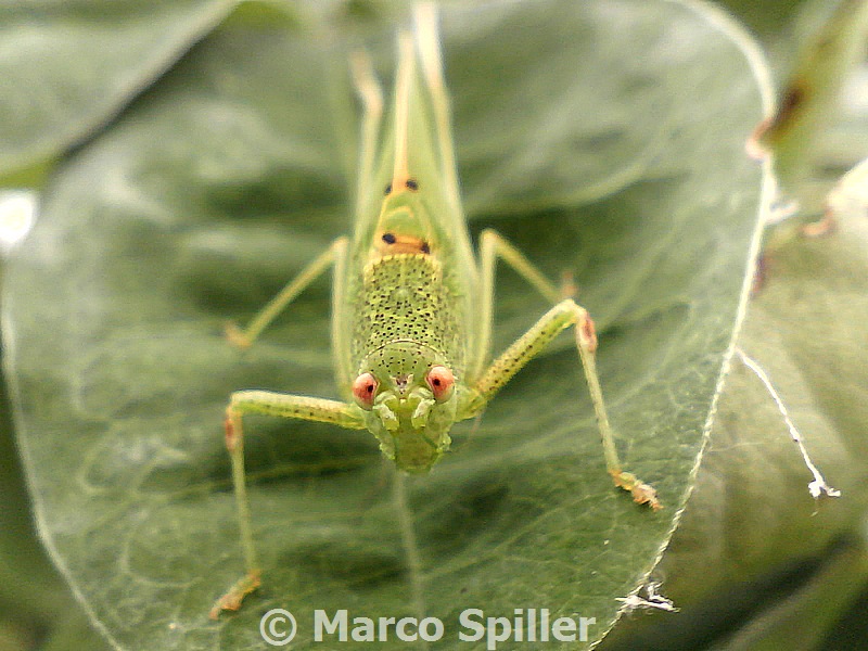 Phaneroptera falcata, o no ?